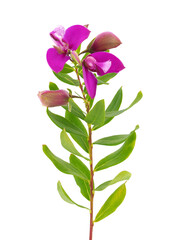 Myrtle-leaf milkwort isolated on white background, Polygala myrtifolia