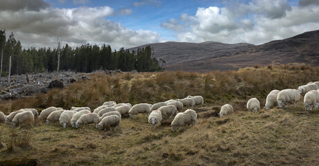 Herd of sheep at Scottish Highlands. Mountains. A837. Westcoast.
