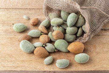 Unripe fluffy green and ripe hard brown almond fruits falling from burlap sack.