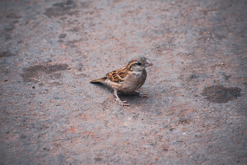 sparrow on the ground