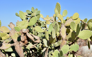 Prickly Pear Paddle Cactus in Tunisia