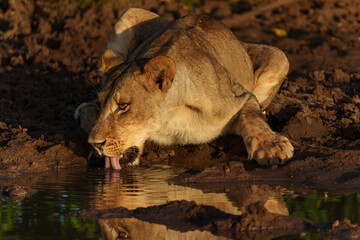 Fototapeta premium Lioness (Panthera Leo) drinking from a small pool in the warm light of the late afternoon in Mashatu Game Reserve in the Tuli Block in Botswana