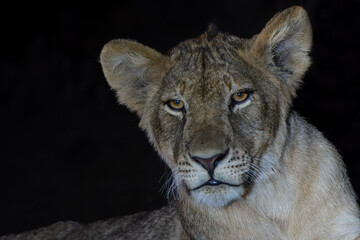 Portrait of a young Lion (Panthera leo) with a spotlight after dark in Mashatu Game Reserve in the Tuli Block in Botswana. Black background.