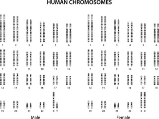 Human chromosomes (human normal karyotype).