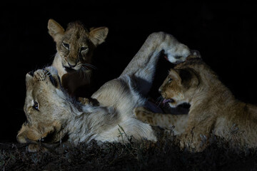 Lion (Panthera leo) cub playing in the spotlight in the night in Mashatu Game Reserve in the Tuli Block in Botswana