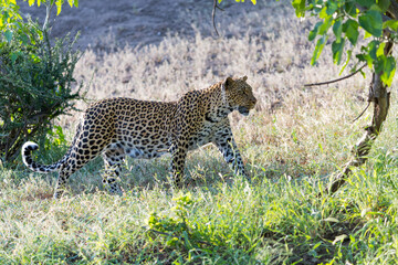 Leopard (Panthera Pardus) searching for food  aroud a dry riverbed in Mashatu Game Reserve in the Tuli Block in Botswana         