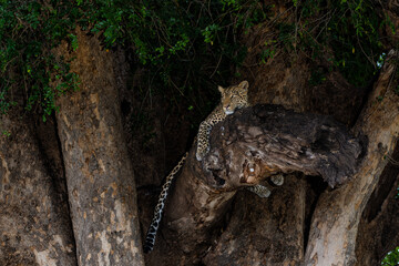 Leopard (Panthera Pardus) in a tree in Mashatu Game Reserve in the Tuli Block in Botswana   