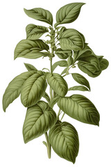 Basil isolated on transparent background, old botanical illustration