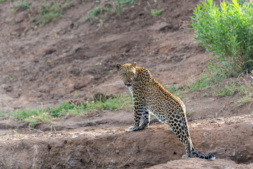Leopard (Panthera Pardus) searching for food  aroud a dry riverbed in Mashatu Game Reserve in the Tuli Block in Botswana         