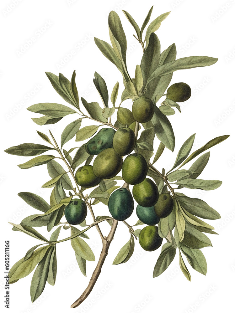 Wall mural olive isolated on transparent background, old botanical illustration