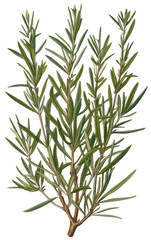 Obraz premium Rosemary isolated on transparent background, old botanical illustration