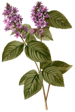Patchouli isolated on transparent background, old botanical illustration