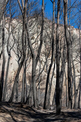 Catastrophe - Terres et arbres brulés après un incendie de forêt