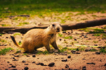 Präriehund -Erdhörnchen - Nagetier - Cute Prairie Dog - Family - Groundhog - Genus Cynomys - Close Up - Meadow - High quality photo