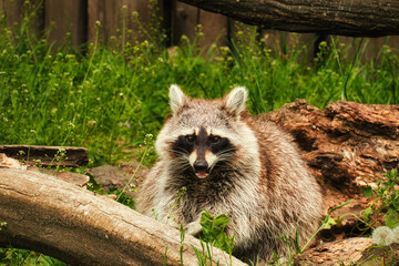 Waschbär - Raccoon - Close Up - Funny - Procyon Lotor - Cute - Portrait - Wildlife - High quality photo	