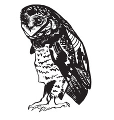 Fototapeta premium Set lineart drawing clipart bird owl graphic black on white contour sketch pen engraving style. Element for product design, print. Dark scary halloween animal. Gothic stickers occult esoteric theme