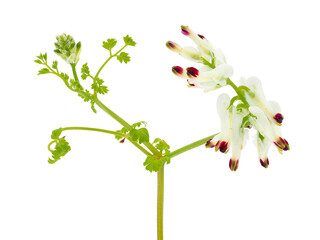 White ramping fumitory isolated on white background, Fumaria capreolata