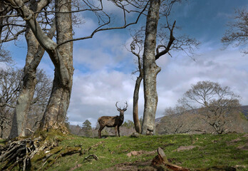 Deer grazing under trees. Applecross Scottish Highlands. Scotland.