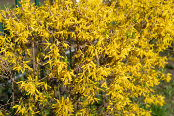 Macro Photo of Forsythia Flowers, Yellow Blooming Texture on Blue Sky Background, Flowering Forsythia