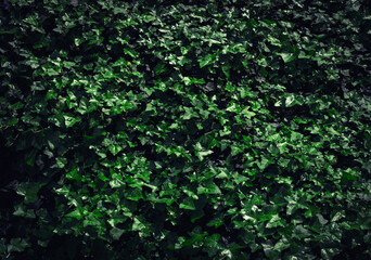 Dark Evening Ivy Texture Background, Crepeper Green Hedge in Night, Wall of Hedera Helix, Creeper Foliage
