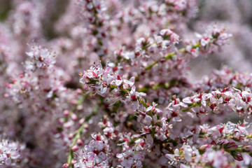 Tamarix Flowers, Pink Tamarisk Closeup, Flowering Tree Salt Cedar Tree, Taray Macro Photo