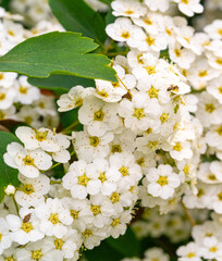 Many Small Flowers Closeup, White Flower Macro Photo, Detailed Flowers Pistils and Stamens
