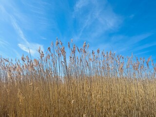 Obraz premium Brown dry reeds in the blue sky, reeds at the seashore 