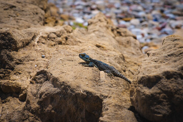 Common wall lizard sunbathing on a rock in the morning (Podarcis Muralis)