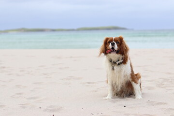 Cavalier King Charles spaniel dog on a beautiful sandy beach in the Scottish Highlands. Amazing background