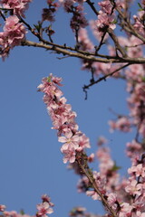 A beautiful view peach, Prunus Persica flowers.