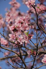 A beautiful view peach, Prunus Persica flowers.