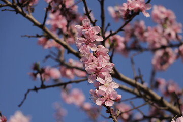 A beautiful view peach, Prunus Persica flowers.