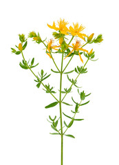 St. John’s wort isolated on white background, Hypericum perforatum