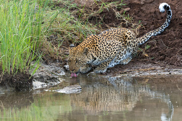 Leopard (Panthera Pardus)drinking from a small waterpool in a  riverbed in Mashatu Game Reserve in the Tuli Block in Botswana   