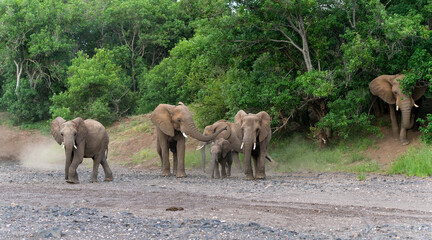 Elephants going for a drink in a almost dry riverbed in a Game Reserve in the Tuli Block in Botswana