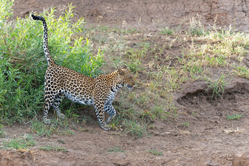 Leopard (Panthera Pardus) searching for food  aroud a dry riverbed in Mashatu Game Reserve in the Tuli Block in Botswana         