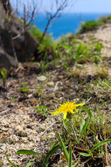 Beautiful delicate flower against the background of the sky and sea. Travel and recreation.