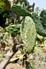 Some flowers and animals in the botanic garden in jeju island, south korea