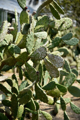 Some flowers and animals in the botanic garden in jeju island, south korea