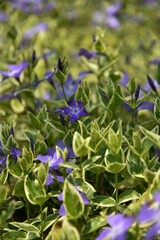Some flowers and animals in the botanic garden in jeju island, south korea