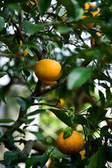 Some flowers and animals in the botanic garden in jeju island, south korea
