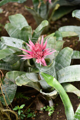 Some flowers and animals in the botanic garden in jeju island, south korea