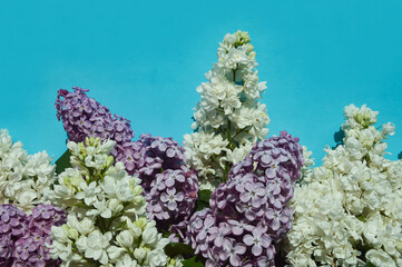a bouquet of lilac, fragrant purple flowers. background for decoration for holidays, birthday,...
