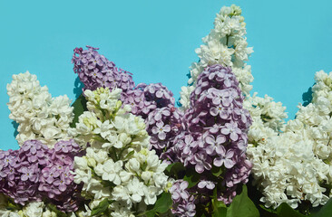 a bouquet of lilac, fragrant purple flowers. background for decoration for holidays, birthday, mother's day, women's day, March 8, spring.