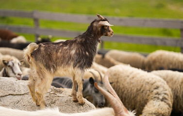 Obraz premium A flock of sheep going out from the fenced area. farm animals concept photo. Farming sheep industry.