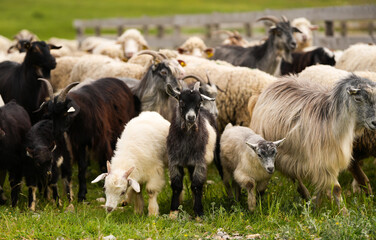Obraz premium A flock of sheep going out from the fenced area. farm animals concept photo. Farming sheep industry.