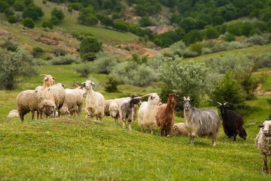 A lot of tiny lamp sheep animals playing jumping and falling from a rock in a beautiful mountain scenery landscape. farm animals concept photo in a flock of sheep.