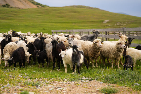 A flock of sheep going out from the fenced area. farm animals concept photo. Farming sheep industry.