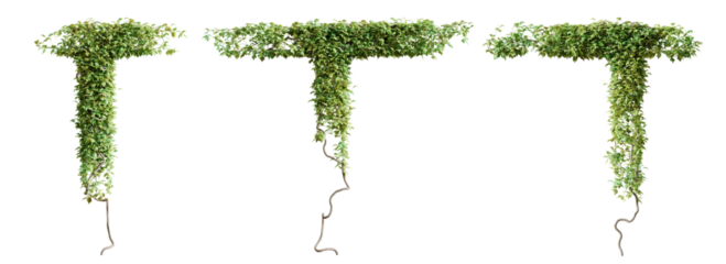 Set of Vitis creeper plant, vol. 3, isolated on transparent background. 3D render.
