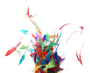 Many color Feather fly fall beautiful spiral pattern in air over black background isolated. Puffy Fluffy soft feathers like dream floating dove in sky. Colorful feathers are so light and delicate